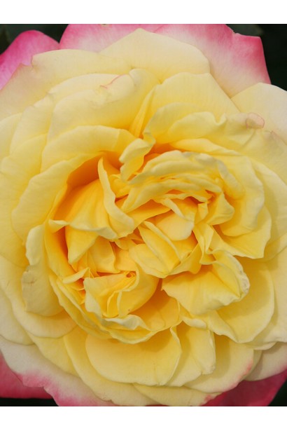 Троянда чайно-гібридна Kordes Jubilee - сонячно-жовта серединка квітки 